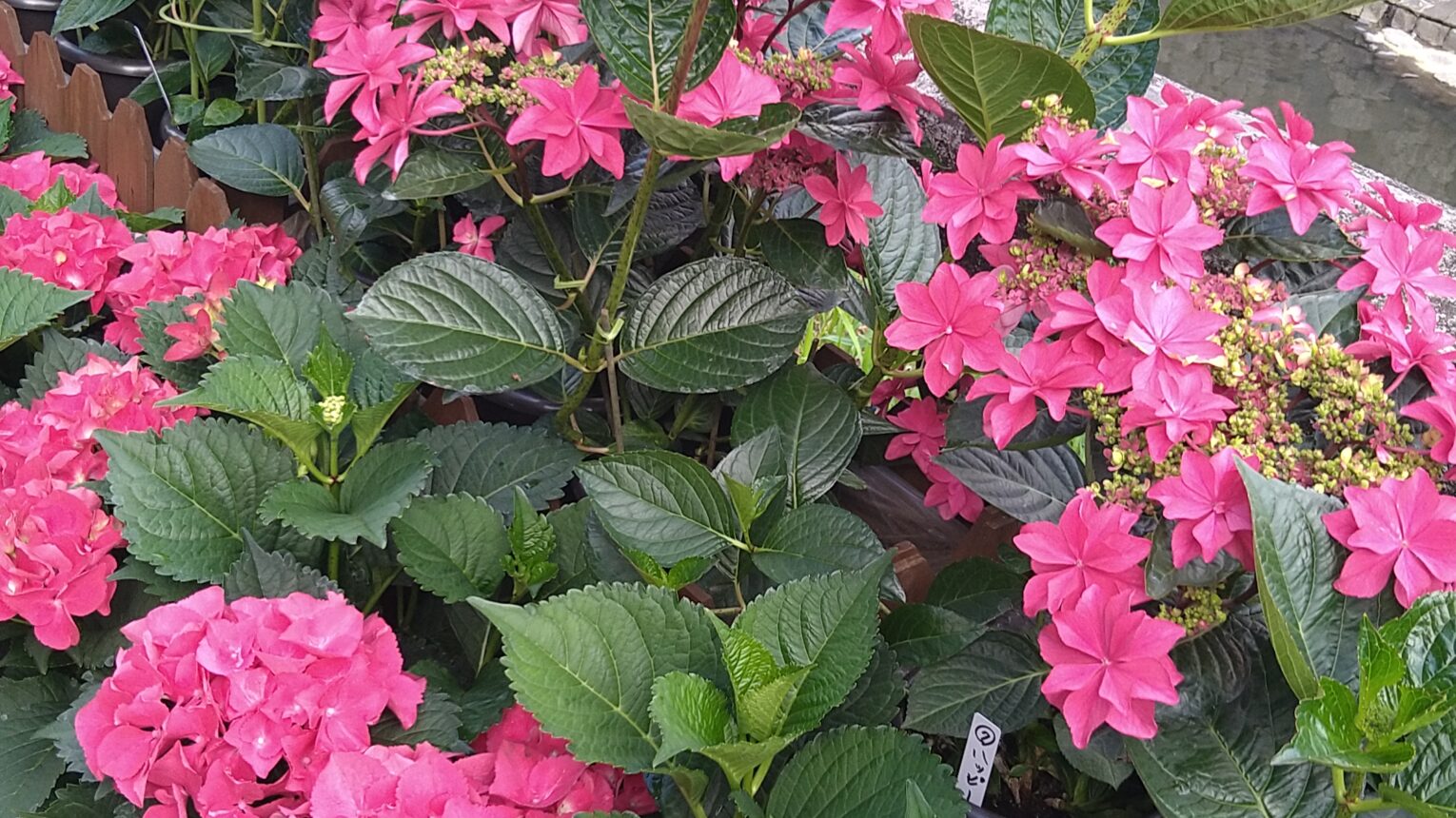 公園のメイン写真