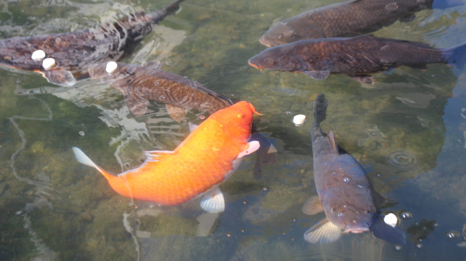公園のメイン写真